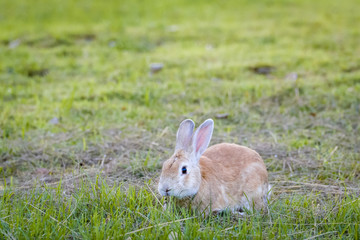 rabbit in park