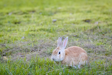 rabbit in park