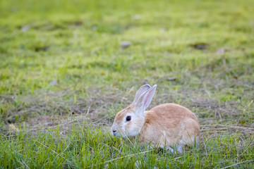 rabbit in park
