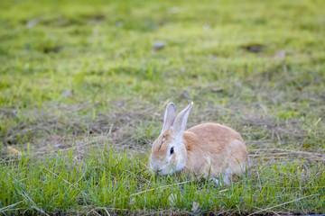 rabbit in park