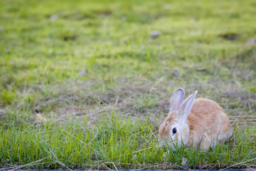 rabbit in park