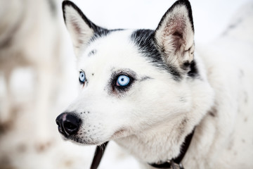 cute husky portrait with blue eyes in the snow