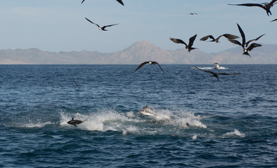 flying over tuna feeding on bait ball