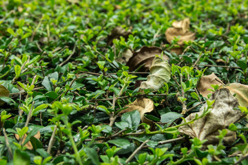 Background of dried leaves on the green bush