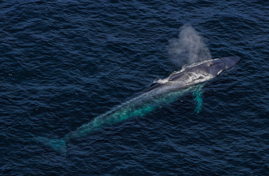 blue whale  spouting view from helicopter