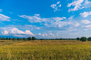 Fototapeta premium Green yellow nature rice field with sunlight and palm tree blue sky background.