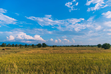 Green yellow nature rice field with sunlight and palm tree blue sky background.