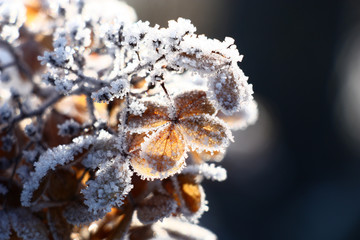 The dry inflorescence of a hydrangea with flowers of beige color is completely covered with scintillating hoarfrost.
