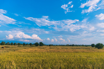 Green yellow nature rice field with sunlight and palm tree blue sky background.