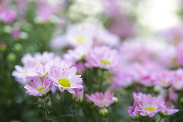 Obraz premium Pink Cosmos flower 
