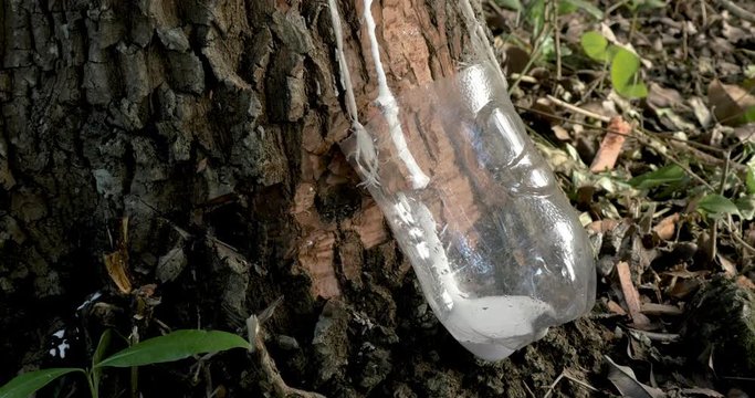 Gum from chicle tree being collected