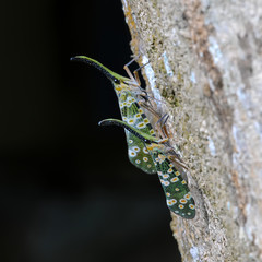 lanternfly, the insect on tree fruits. FULGORID PLANTHOPPERS.