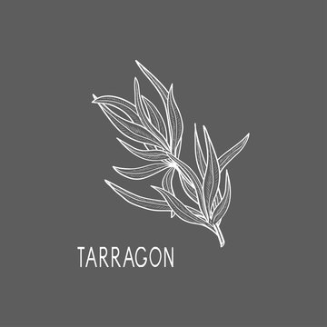 Tarragon. Sketch. Gray background, white image.