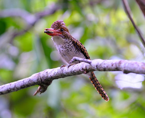 Banded Kingfisher on a branch at Khao Yai National Park ,Nakhonratchasrima Thailand.