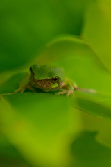 Tree frog