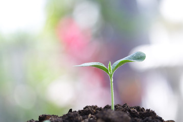 Young green plant growing