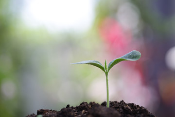 Young green plant growing