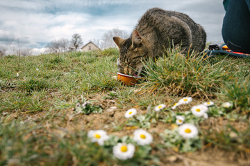 cat on the grass eating leftover food 