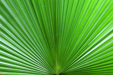 palm leaves background