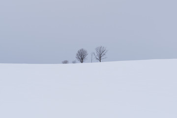 Parent and Child trees in Biei, Hokkaido, Japan