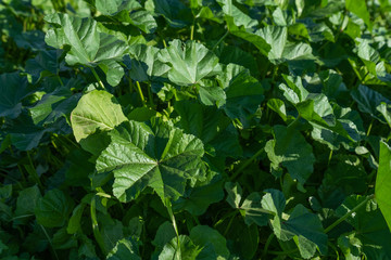 hibiscus field and wild plants, common mallow