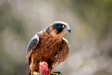 Australian Hobby Falcon