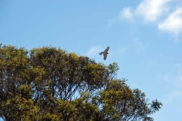 Australian Hobby Falcon
