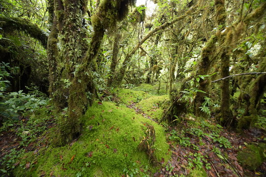 tree trunks and the ground covered with green moss in forest