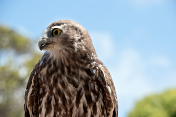 barking owl