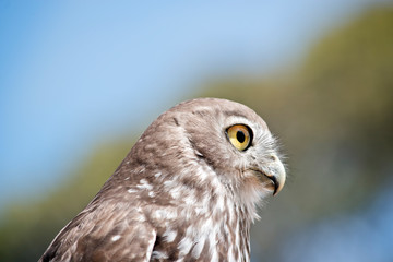 barking owl