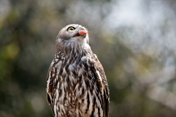 barking owl