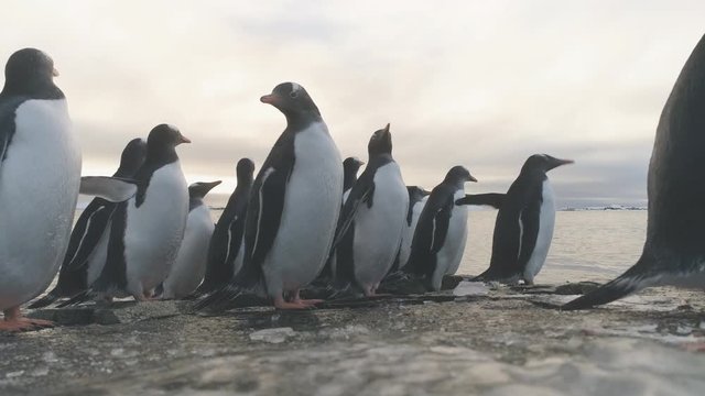 Gentoo Penguin Stand on Frozen Ice Rock Shore. Antarctic Wildlife Animal. South Arctic Bird Group Come on Sea Beach Out Cold Water Close-up Locked-off Shot Footage in 4K (UHD)