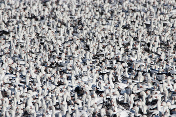Snow Geese and Ross's Geese