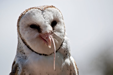 barn owl