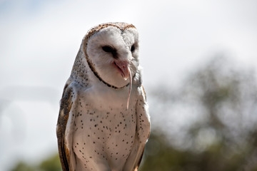 barn owl