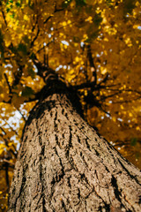 tree in autumn