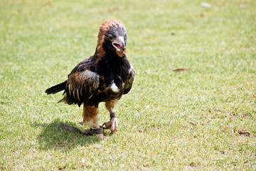 black breasted buzzard