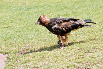 black breasted buzzard