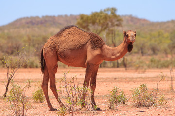 Feral camel in arid Australia