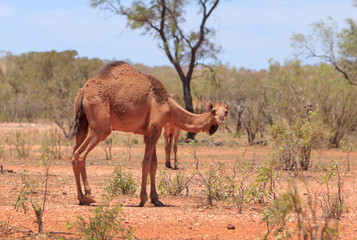 Feral camel standing in arid Australia