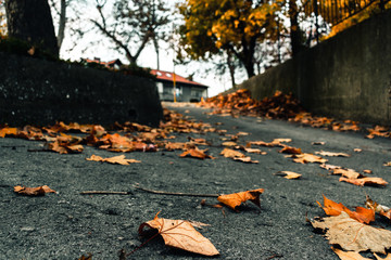 autumn leaves in a dark alley