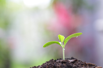 Young green plant growing in the morning