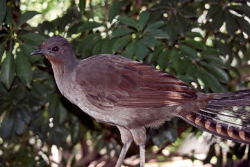 lyre bird