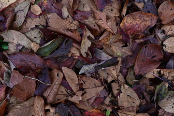 Leaf on ground autumn season