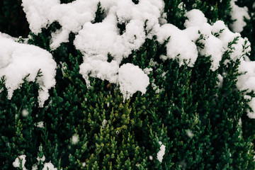 snow covered pine tree