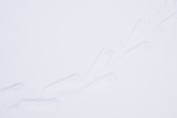 traces of snowshoes on the white fluffy snow as the background for the splash screen