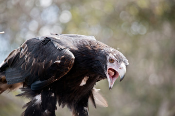 wedge tailed eagle