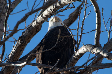 Eagle with a Dirty Face