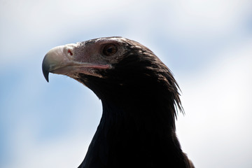 wedge tailed eagle
