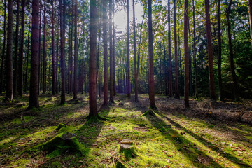 sun in forest